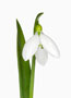 Galanthus gracilis, groß