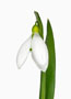 Galanthus gracilis, groß