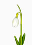 Galanthus gracilis virescent, Gracilis