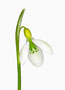 Galanthus gracilis virescent, Gracilis