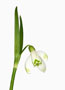 Galanthus nivalis var. scharlockii