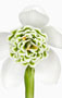 Galanthus plicatus ‘Flore Pleno’, Plicatus