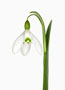 Galanthus ‘Galatea’, Nivalis