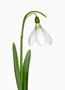 Galanthus ‘George Elwes’, Elwesii x Plicatus