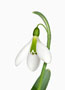 Galanthus ‘George Elwes’, Elwesii x Plicatus