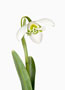 Galanthus ‘G75’, Greatorex-Doubles