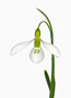 Galanthus ‘Highdown’, Gracilis