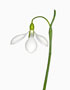 Galanthus ‘Highdown’, Gracilis