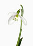 Galanthus ‘Armine’, Plicatus-Hybride