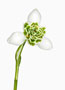 Galanthus ‘Hippolyta’, Greatorex-Doubles