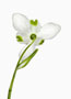 Galanthus ‘Hippolyta’, Greatorex-Doubles