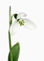 Galanthus ‘Hörup’, Elwesii