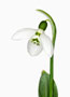 Galanthus ‘Hörup’, Elwesii