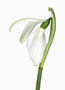 Galanthus ‘James Backhouse’ , Plicatus