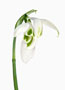 Galanthus ‘James Backhouse’ , Plicatus