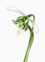 Galanthus ‘Jaquenetta’, Greatorex-Doubles