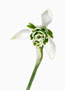 Galanthus ‘Jaquenetta’, Greatorex-Doubles