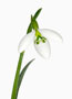 Galanthus ‘John Gray’