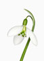 Galanthus ‘John Gray’