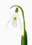 Galanthus ‘Atkinsii’