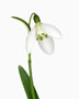 Galanthus ‘Ketton’