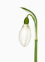 Galanthus ‘Ketton’