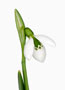 Galanthus ‘Merlin’