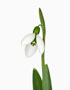 Galanthus ‘Merlin’