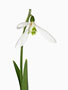 Galanthus ‘Atkinsii’