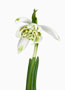 Galanthus ‘Pusey Green Tips’, Nivalis