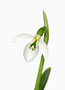 Galanthus ‘Robin Hood’, Elwesii x Plicatus