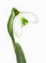 Galanthus ‘Rodmarton’, Plicatus x Nivalis