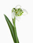 Galanthus ‘Rodmarton’, Plicatus x Nivalis