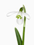 Galanthus ‘S. Arnott’