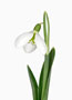 Galanthus ‘Sophie North’, Byzantinus