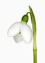 Galanthus ‘Augustus’, Byzantinus