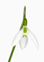 Galanthus ‘St Anne’s’