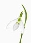 Galanthus ‘St Anne’s’