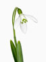 Galanthus ‘Straffan’