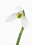 Galanthus ‘Straffan’