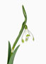 Galanthus ‘Viridapice’, Nivalis