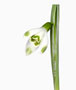 Galanthus ‘Viridapice’, Nivalis