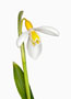 Galanthus ‘Wendy’s Gold’, Plicatus