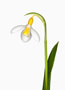 Galanthus ‘Wendy’s Gold’, Plicatus