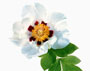 Paeonia suffruticosa Rock´s variety, Arnold-Aboretum-Form