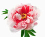 'SHIMA NISHIKI' (Insel-Brokat)