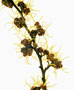 Hamamelis mollis, Zaubernuss