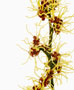 Hamamelis mollis, Zaubernuss