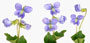 Viola sororia 'Dark Freckles'