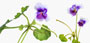 Viola hederacea